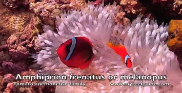 Anemonefishes.m4v