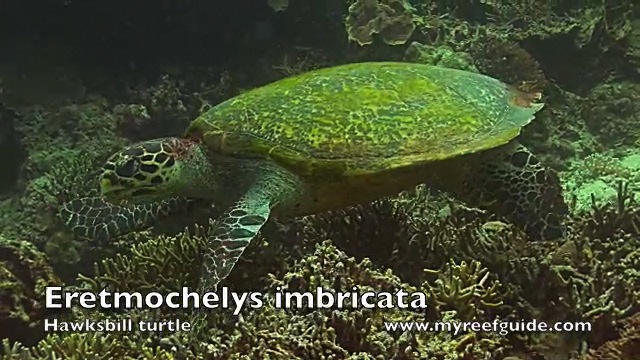 Turtles.m4v