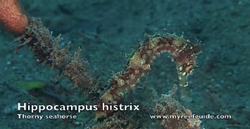 Seahorses.m4v