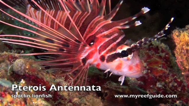 Lionfish.m4v