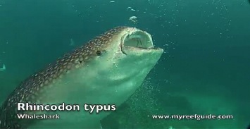 Whaleshark.m4v