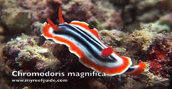 Nudibranchs.m4v