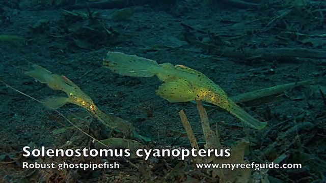 Ghostpipefish.m4v