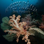 coral_ray_mobula