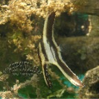 batfish_juvenile_Platax teira