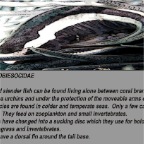 Clingfish info