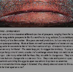 Groupers info