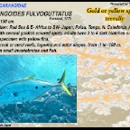 Carangoides fulvoguttatus - Gold spotted trevally