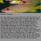 Snappers info.