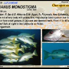 Lutjanus monostigma - Onespot snapper