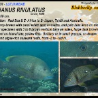 Lutjanus rivulatus - Blubberlip snapper