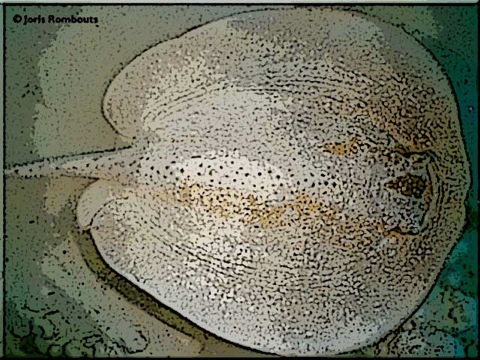 Rays-info