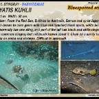 Dasyatis kuhlii - Bluespotted sting