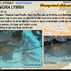 Taeniura lymma - Bluespotted