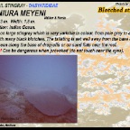 Taeniura meyeni - Blotched sting