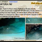Himantura fai - Pink-whip sting