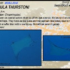 Mobula thurstoni - Devil ray