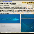 Aetobatus narinari - Eagle