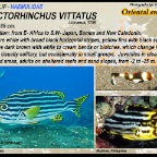 Plectorhinchus vittatus - Oriental sweetlip