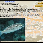 Scolopsis ghanam - Arabian monocle bream