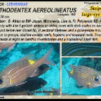 Gnathodentex  aureolineatus - Striped large-eye bream