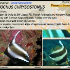 Heniochus chrysostomus - Pennant bannerfish