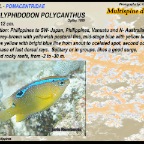 Neoglyphidodon polycanthus - Multispine damsel