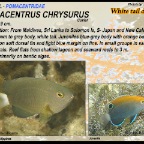 Pomacentrus chrysurus - White-tail damsel