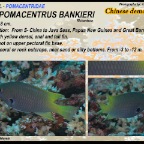 Neopomacentrus bankieri - Chinese demoiselle