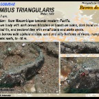 Drombus triangularis - Brown drombus