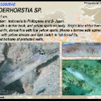 Vanderhorstia  sp.