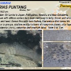 Exyrias puntang - Puntang goby