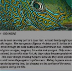 Rabbitfish info.