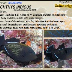 Melichthys indicus - Indian triggerfish