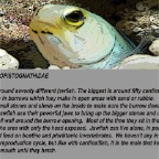 Jawfish_info.