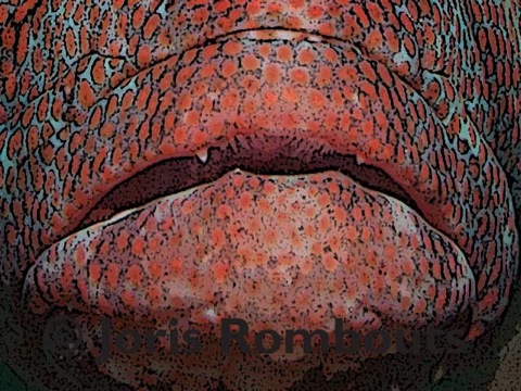 Grouper-info