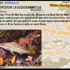 Anyperodon leucogrammicus