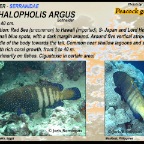 Cephalopholis argus - Peacock