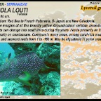 Variola louti - Lyretail