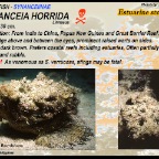 Synanceia horrida - Estuarine
