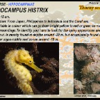 Hippocampus histrix