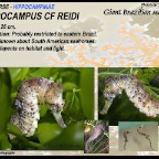 Hippocampus reidi