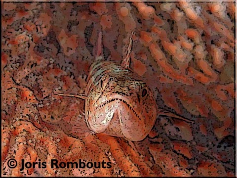 Lizardfish-info