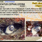 Ophichtus cephaloza - Dark-shouldered conger eel