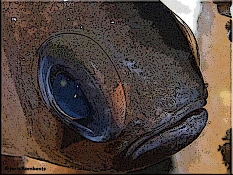 Cardinalfish-info