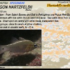 Apogon hartzfeldii - Hartzfeld's