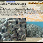 Archamia zosterophora - Blackbelted