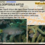 Cheilodipterus artus - Wolf