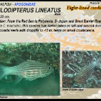 Cheilodipterus lineatus - Eight-lined