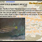 Cheilodipterus quinquelineatus
